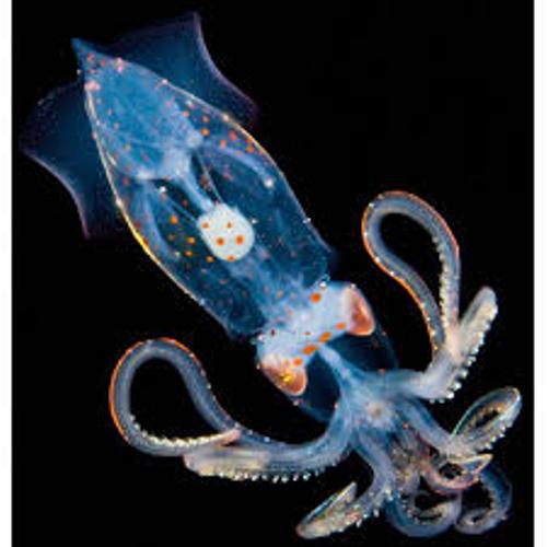 Deep Sea Creatures Images