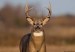 10 Facts about Deer