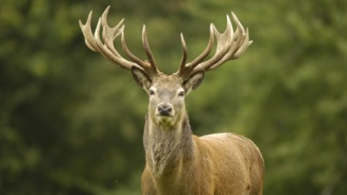 Deer Facts