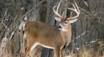 10 Facts about Deer Hunting