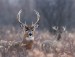 10 Facts about Deer Hunting