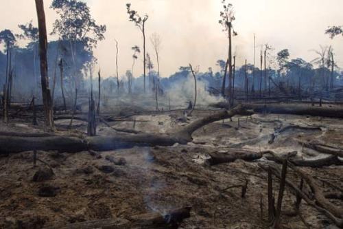 Deforestation in The Amazon Rainforest Pic