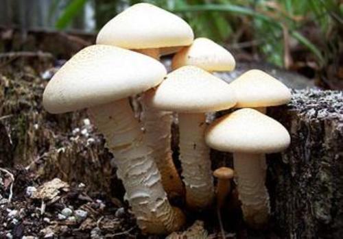 Facts about Decomposers