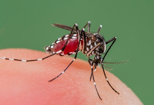 Dengue Fever facts