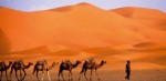 10 Facts about Desert Animals