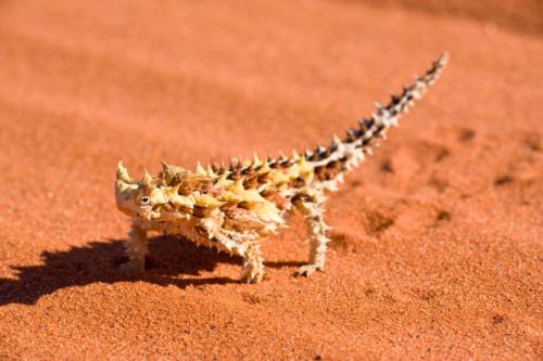 Desert Animal