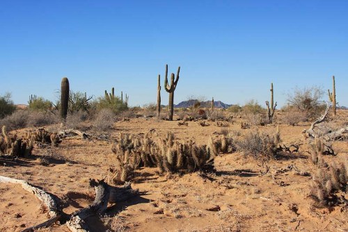 Desert Biome Pictures