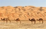 10 Facts about Desert Habitat