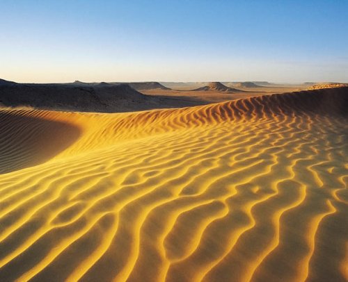 Desert Habitat Pictures
