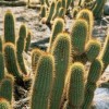 10 Facts about Desert Plants