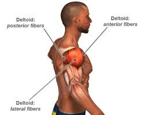 Facts about Deltoid