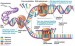 10 Facts about DNA Replication