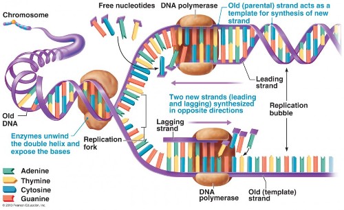 dna replication images