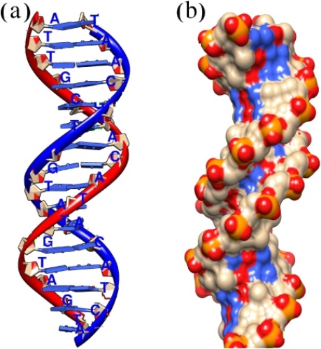DNA Structure Images