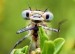 10 Facts about Different Insects