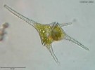 10 Facts about Dinoflagellates