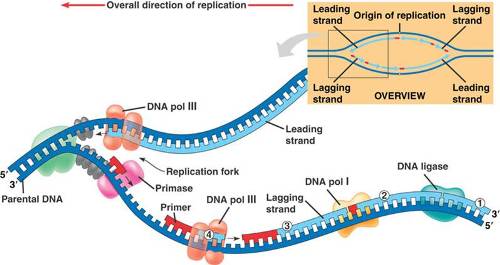facts about dna replication