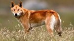 10 Facts about Dingoes