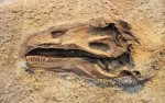 10 Facts about Dinosaur Fossils