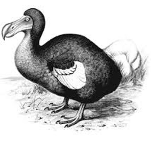 dodo birds pic