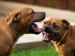 10 Facts about Dog Fighting