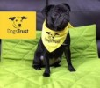 10 Facts about Dogs Trust