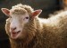 10 Facts about Dolly the Sheep