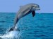 10 Facts about Dolphins