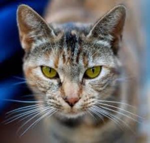 10-facts-about-domestic-cats-fact-file
