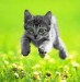 10 Facts about Domestic Cats