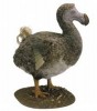 10 Facts about Dodo Birds