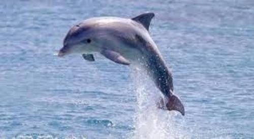 facts about dolphins
