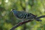 10 Facts about Doves