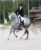 10 Facts about Dressage