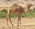 10 Facts about Dromedary Camels