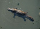 10 Facts about Duck Billed Platypus