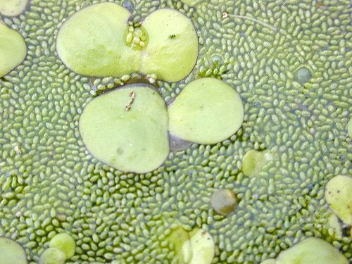 Facts about Duckweed
