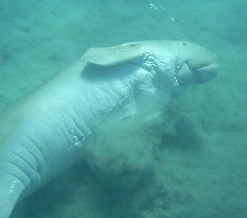Facts about Dugong