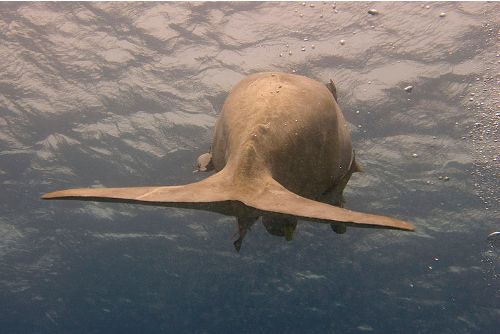 Facts about Dugongs