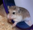 10 Facts about Dwarf Hamsters