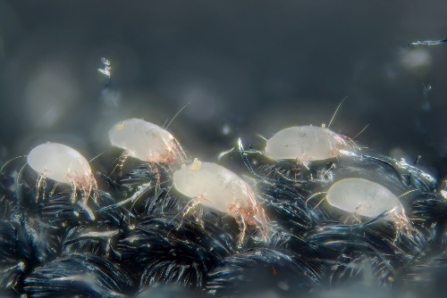 dust mites facts
