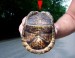 10 Facts about Eastern Box Turtle