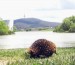 10 Facts about Echidnas
