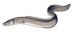 10 Facts about Eels