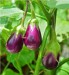 10 Facts about Eggplants
