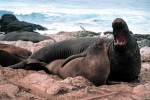 10 Facts about Elephant Seals