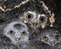 10 Facts about Elf Owls