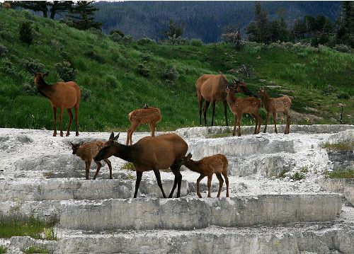 Facts about Elk